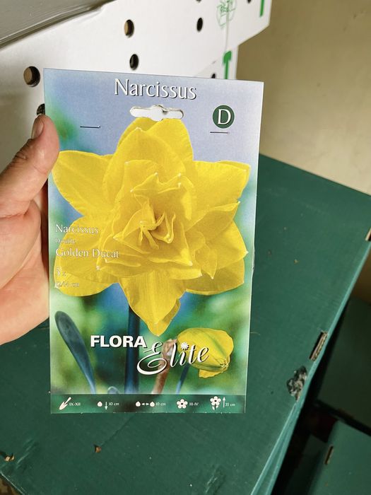 Нарциссы сортовые луковичные