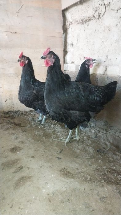 Tuxum qora shagzoda jersi tuxum