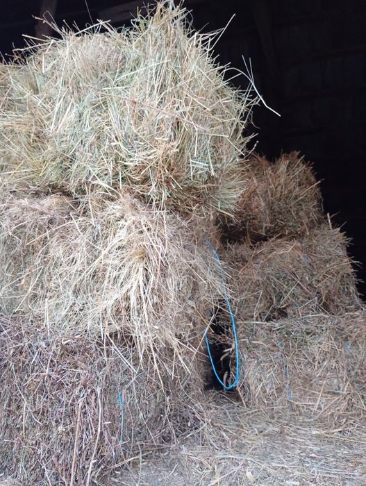 Vând baloți pătrați de fîn