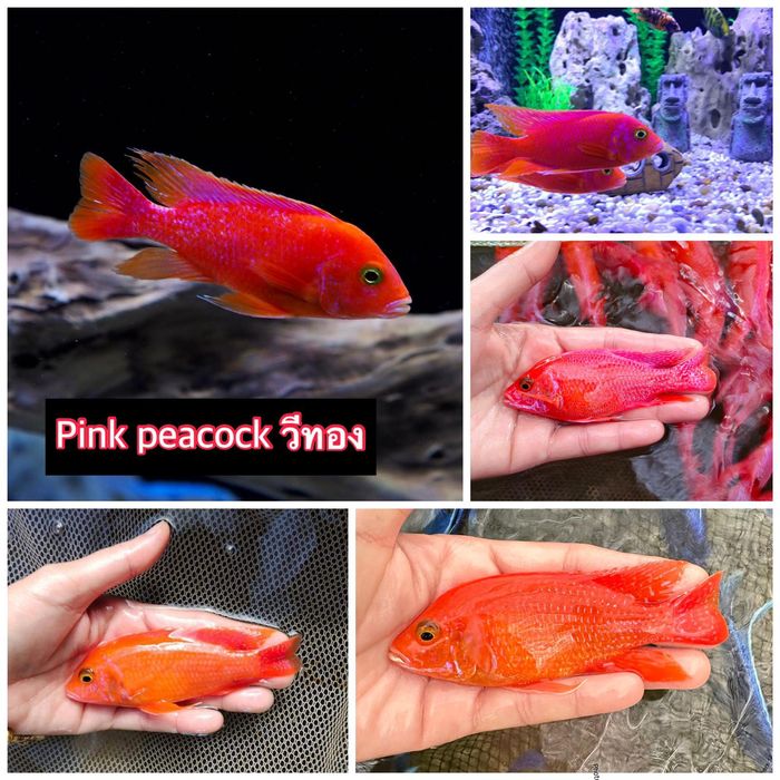 Аквариумные рыбки хороший выбор