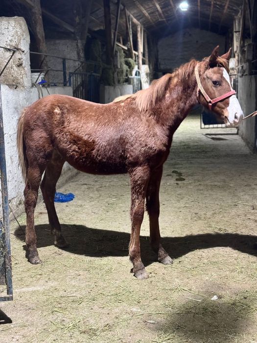 Anglo Arab -еркек