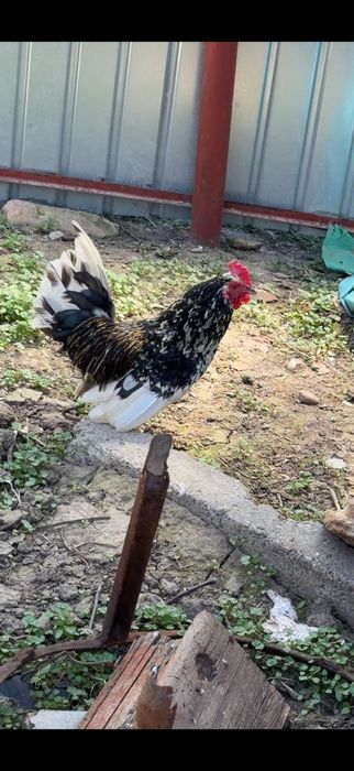 Găini pitice si cocos