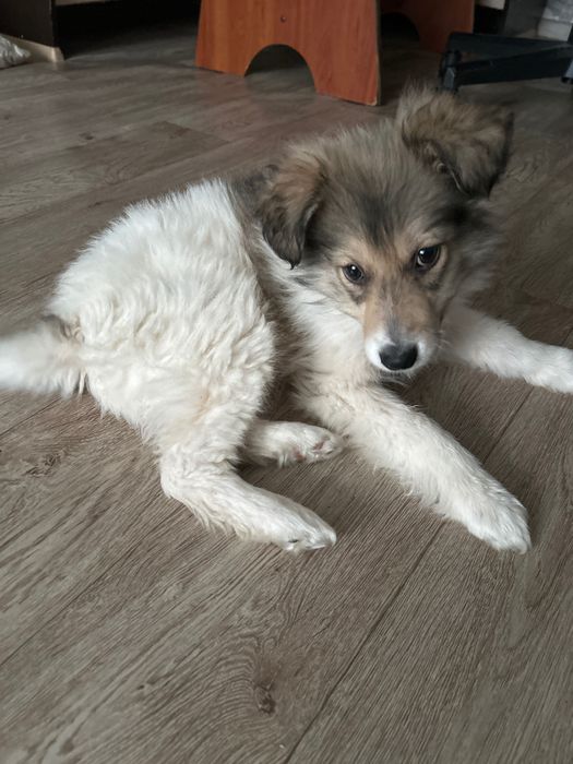 Щенок, мальчик, 3-4 месяца