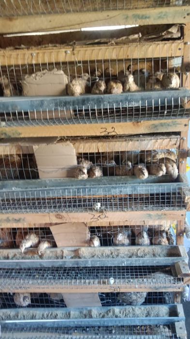 Бөденелер сатылады