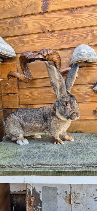 Зайци , великани