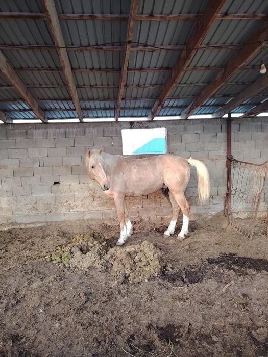 Айғыр жеребец ат лошадь конь