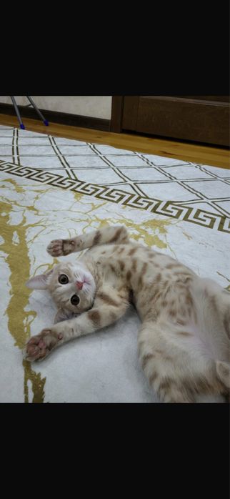 Кошка мальчик 3 месяц