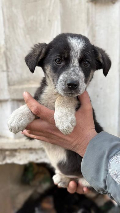 Щенок для дома  в хорошие руки