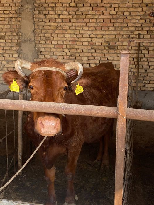 Она бола сигир сотилади