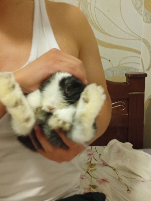 quyon bepul karlikoviy yahshi qaridgon odamga bervoranan