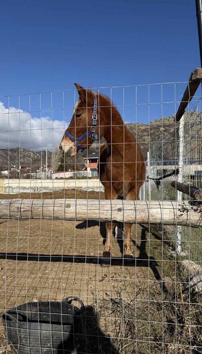 Кон, млада ездитна  кобила