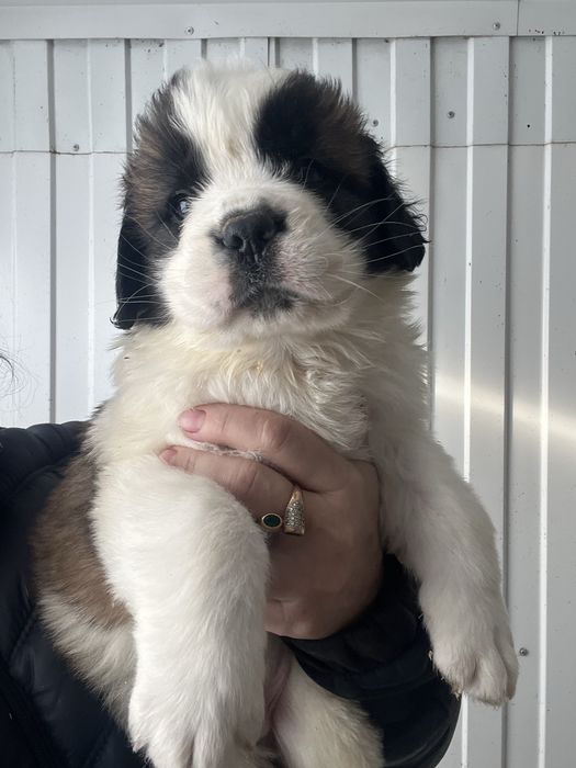 Продаем щенков сенбернара