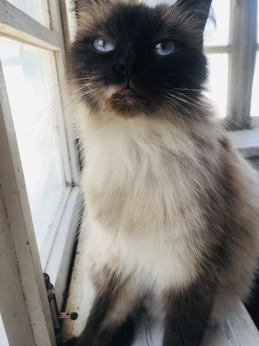 Anal gozallik onlayn