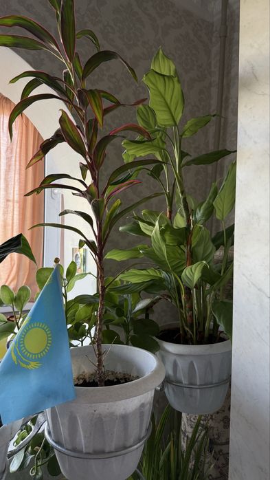 Комнатные растения (недорого)