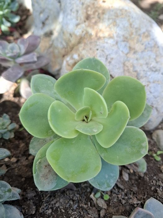 Каменные розы (суккуленты)