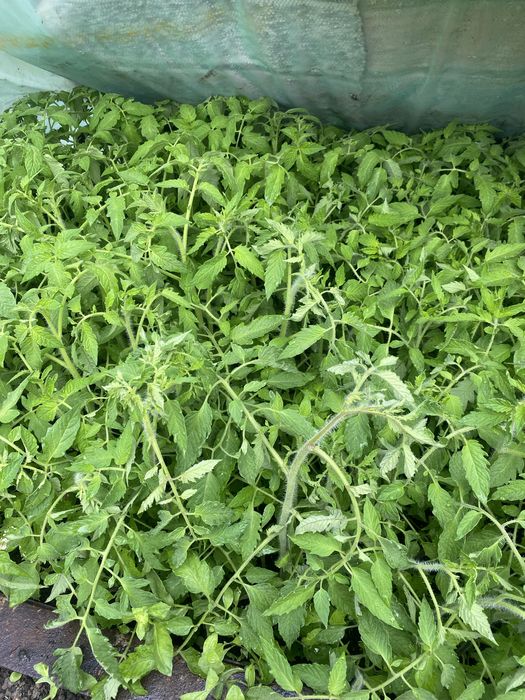 Продам рассаду помидор, томатов!