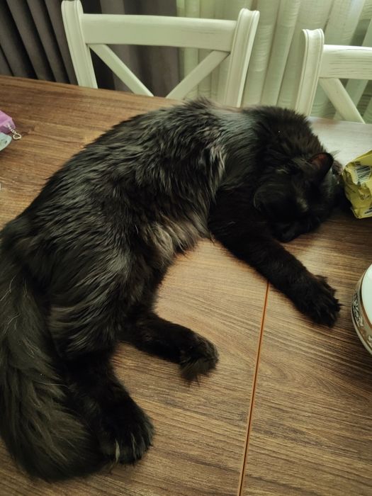 ‼️ Срочно ‼️Кот Мейн кун  полидакт приглашает на вязку