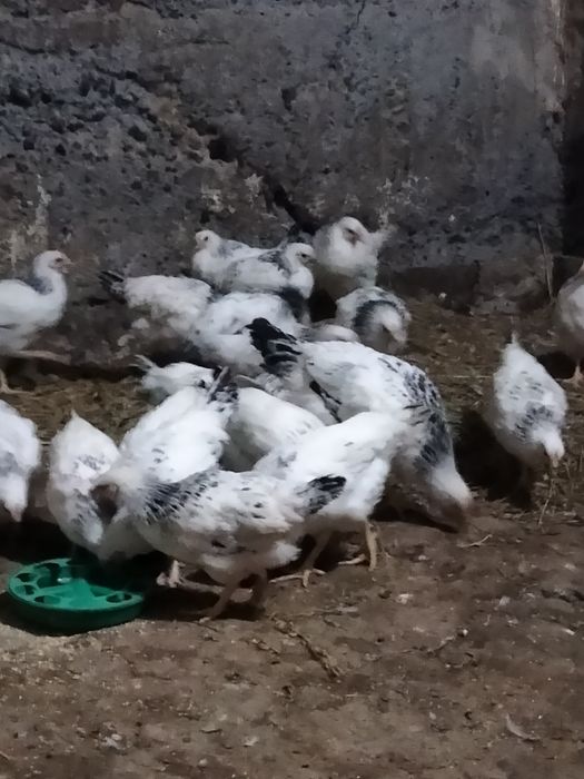 Серебристый Адлер