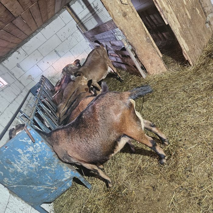 Iezi si capre de vanzare