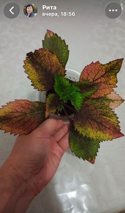 Комнатные растения