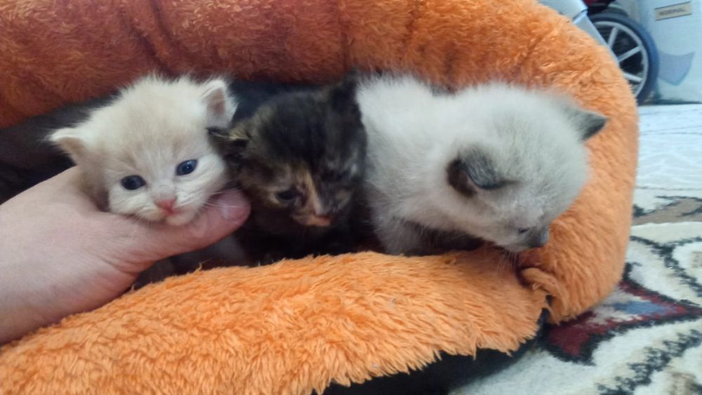 Отдам в добрые руки