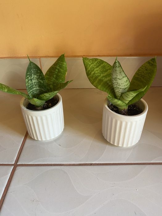 Sansevieria/Dieffenbachia/leandru