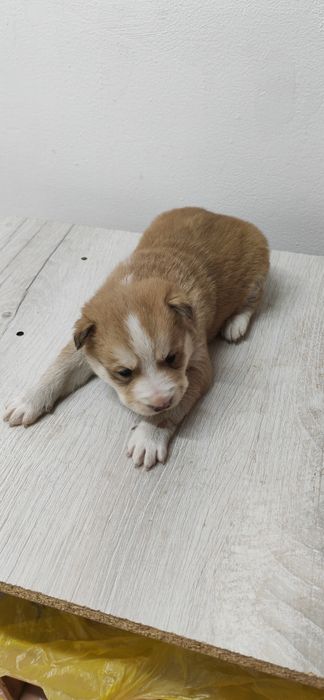 Продам щенков хаски.