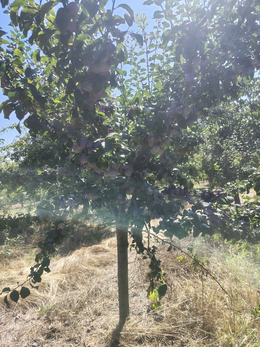 Prune pt țuică..