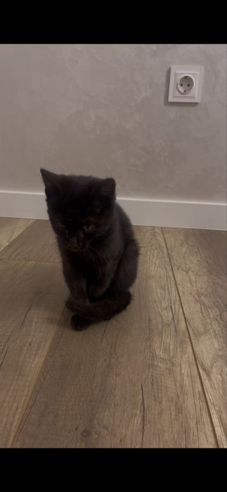 Котенок ищет дом