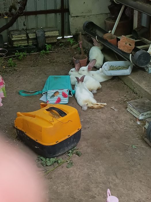Iepuri au vârsta de trei luni de zile