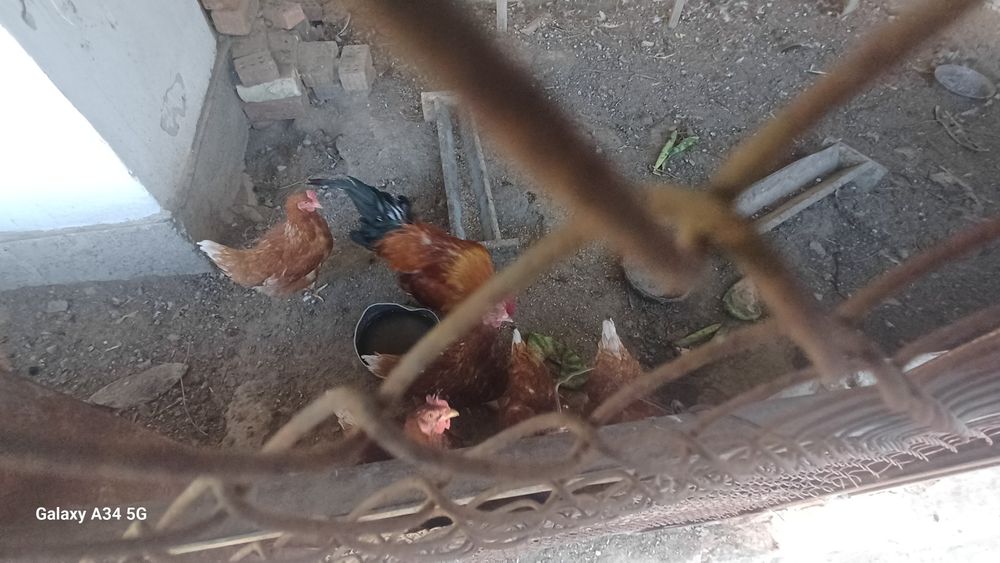 Продается 7 куриц,1 петух
