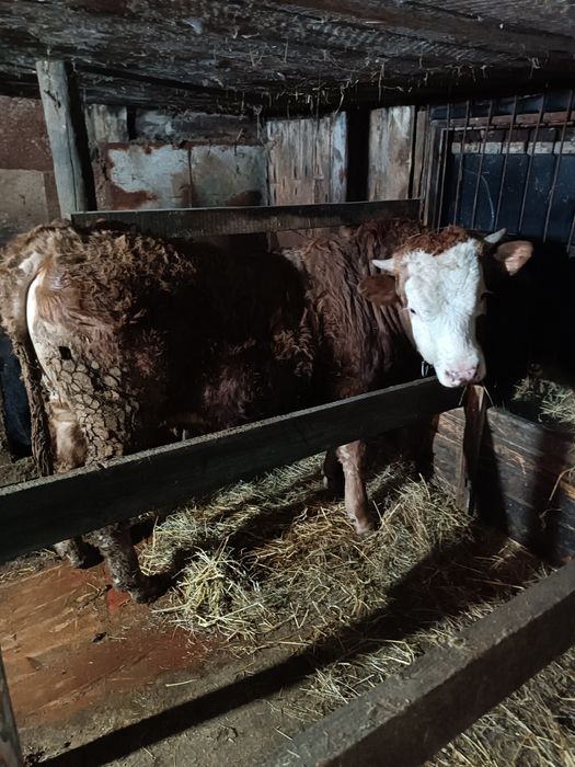 Продам быка мясной породы