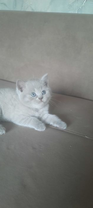 Британские котята 35000