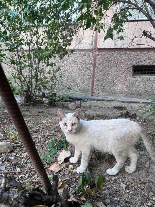 Котёнок 6 месяцев
