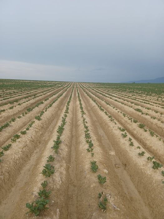 Cartofi samanta, din elita Riviera Arizona Belarossa Esmee