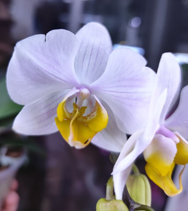 Продам цветущую орхидею