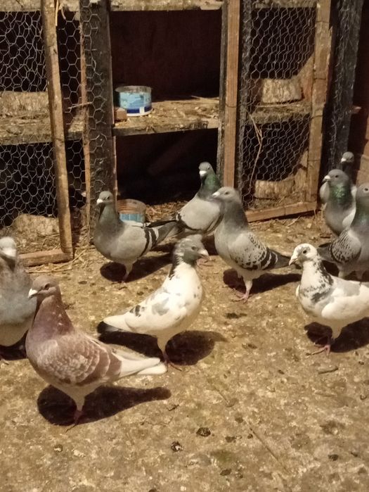 Schimb porumbei voiajori vaccinați și frumosi