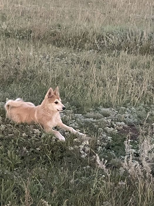 Продам лайчат от рабочих родителей