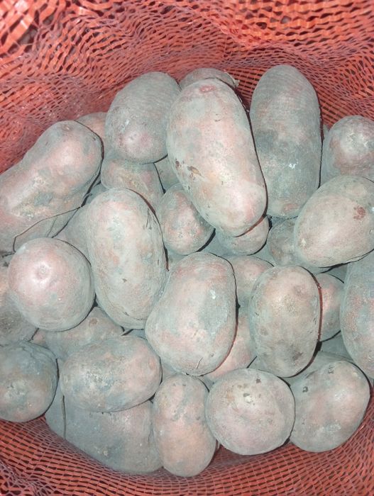 Продам картофель.
