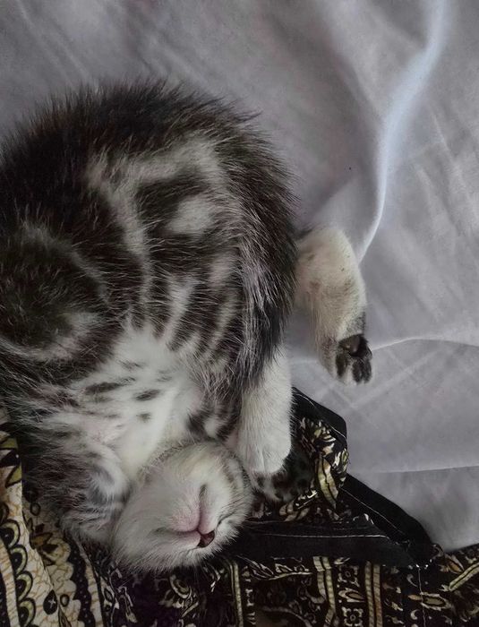 Шотландский вислоухий котенок