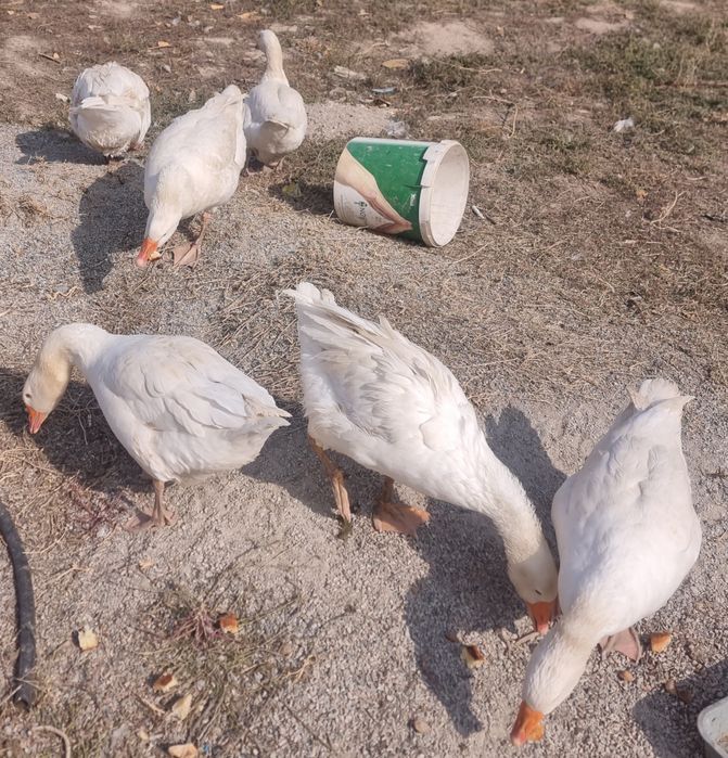Продаются домашние гуси