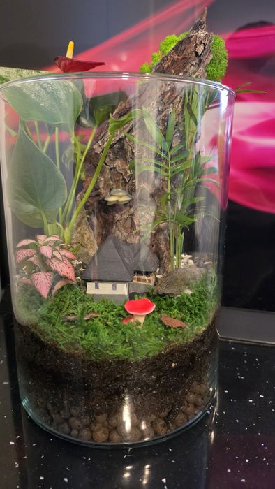 Terariu plante naturale