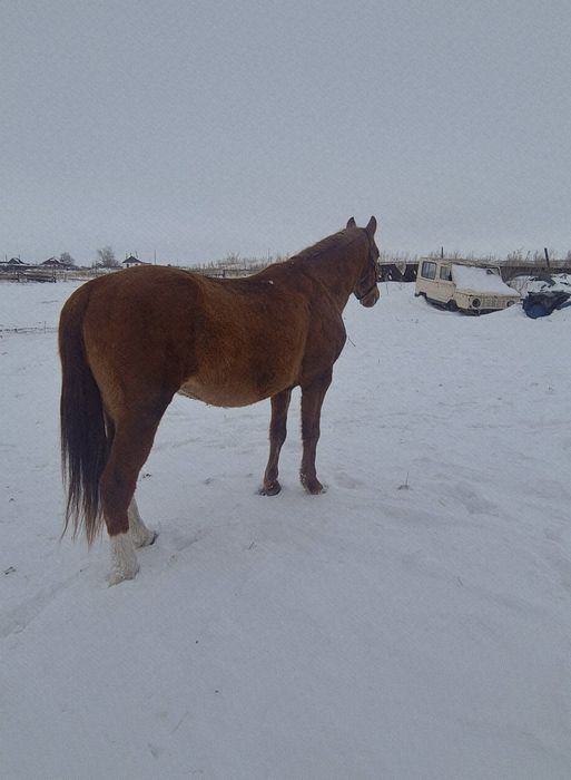 Продам жеребца 5 лет англо-костанай