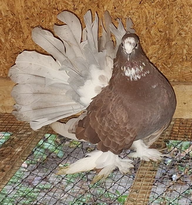 Voltat indian/Voltati indieni