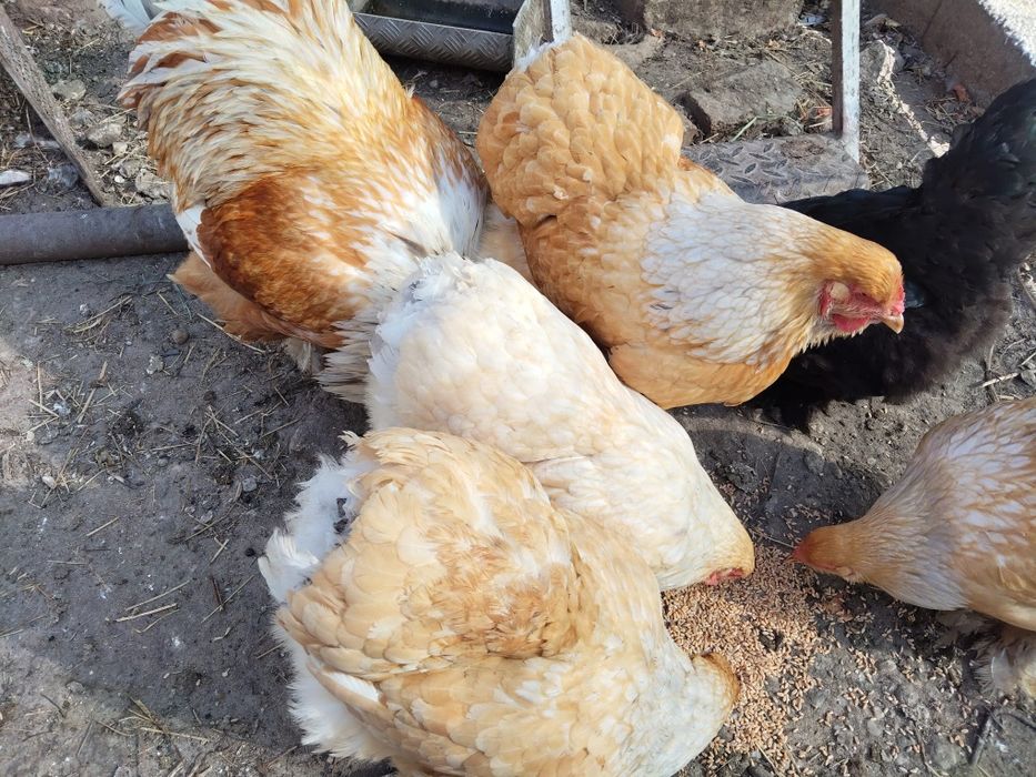 Pui și ouă Brahma "lemon si potirnichiu"