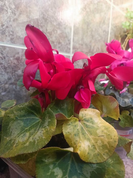 Циклами розова и червена