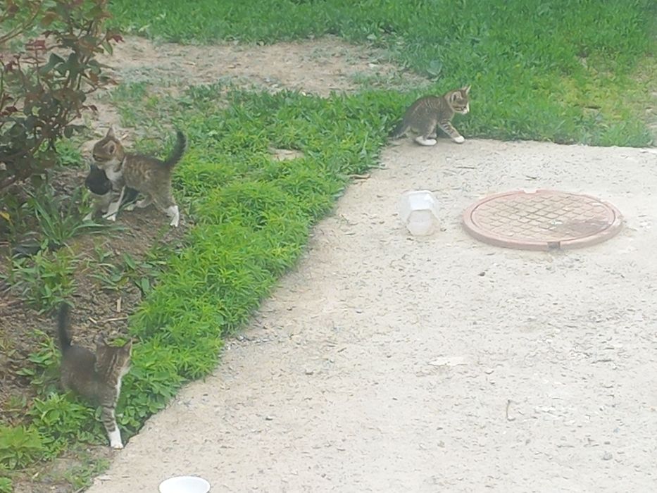 На добрые руки котенки