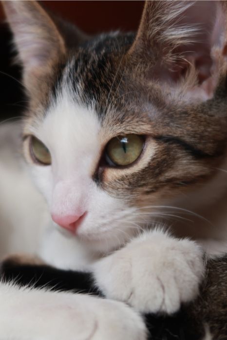 Котенок 3 месяца