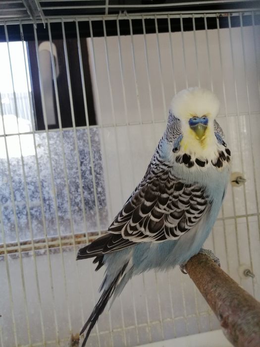 Pereche peruș talie mare standard