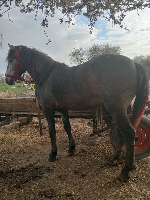 Vând mânz de 3 ani blând.